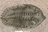 Metacanthina Trilobite - Top Quality Preparation #243928-1